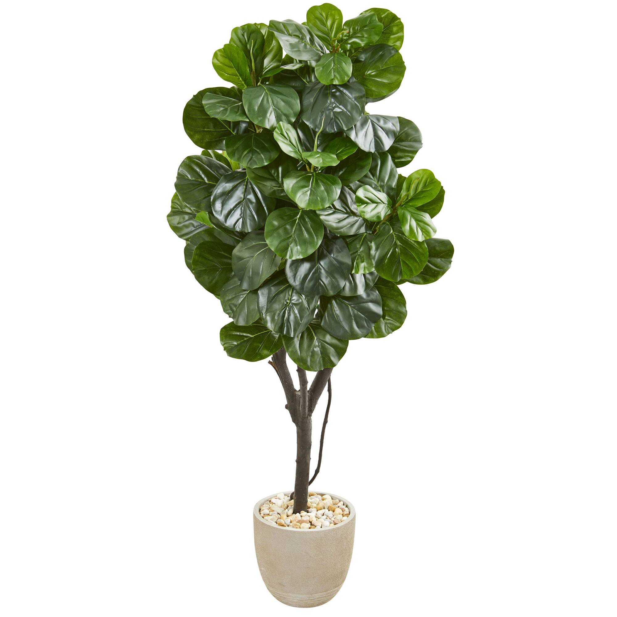 5.5ft. Fiddle Leaf Fig Tree in Sandstone Planter